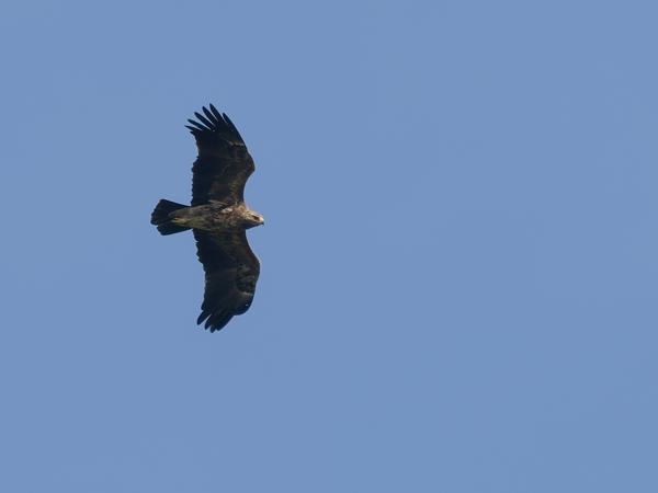 <h3>Clanga&nbsp;pomarina / Lesser&nbsp;spotted&nbsp;eagle / Schreeuwarend</h3>OM-1 Mark II met OLYMPUS M.150-400mm F4.5 TC, 1/2000 sec  bij F5.6, ISO 640